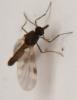 Culicoides sp.